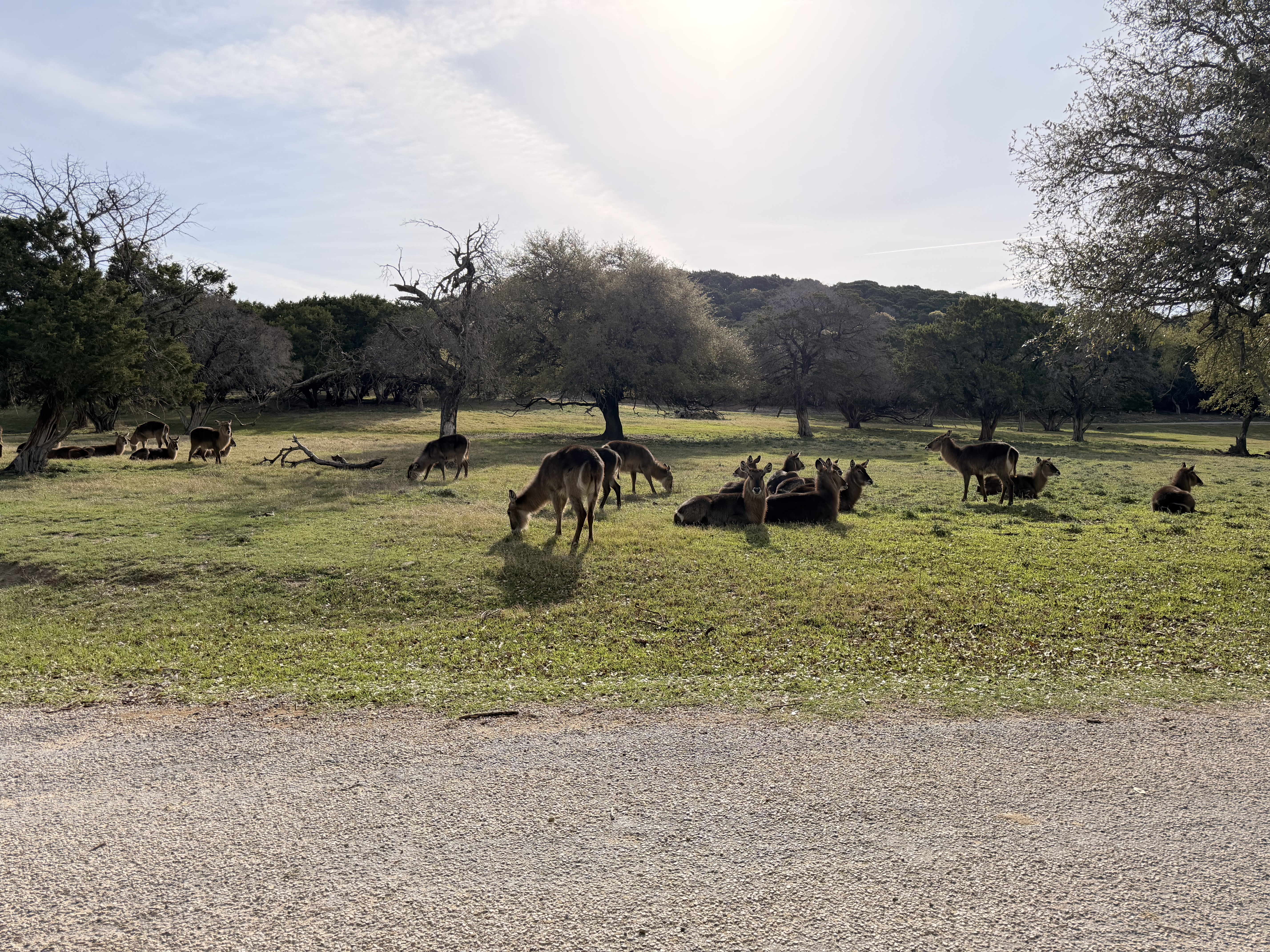 Herd of antelope grazing in the Texas hill country, backlit by afternoon sun