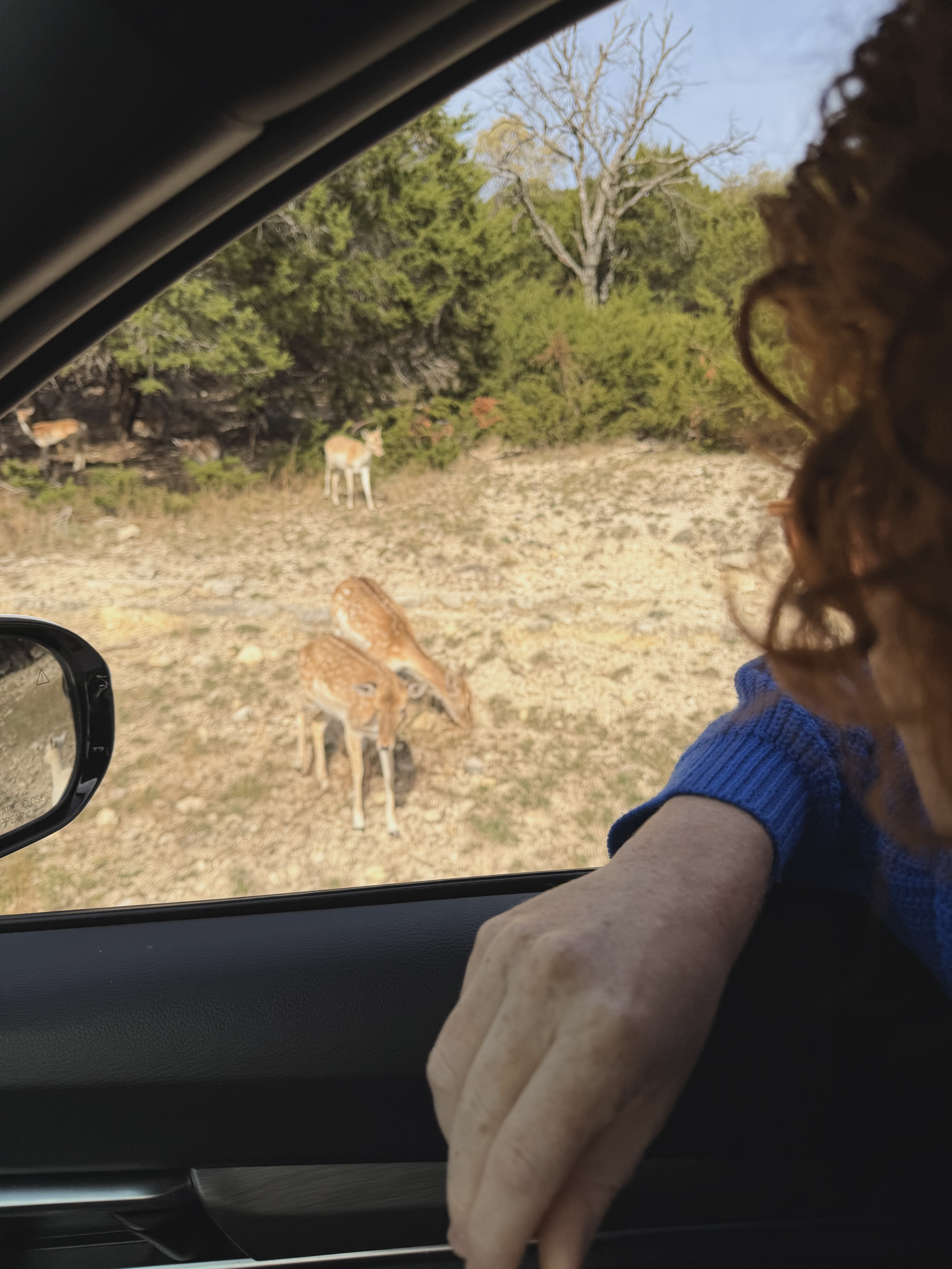 Laura watching spotted deer through the car window at Fossil Rim