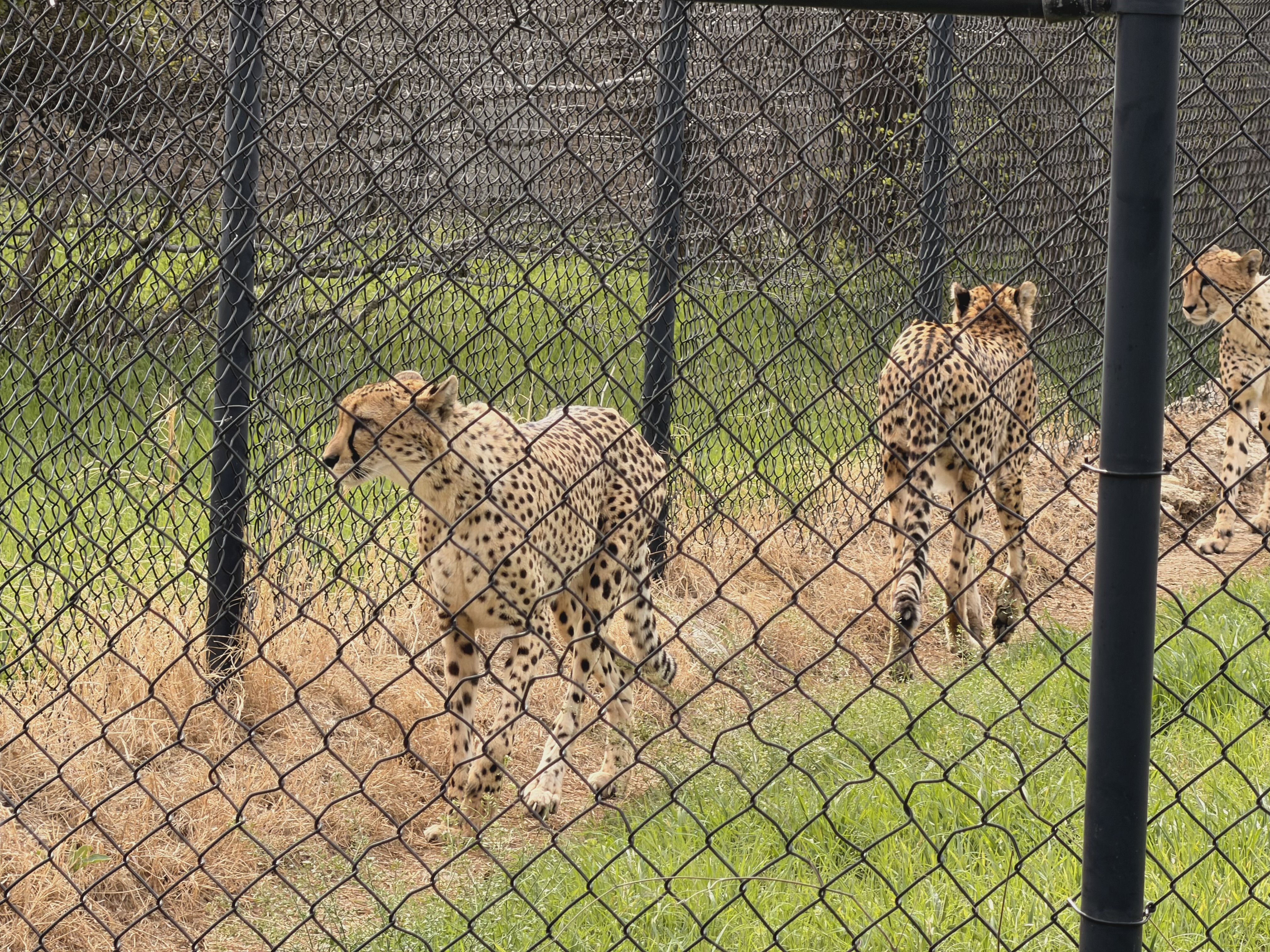 Cheetahs walking behind chain-link fence at Fossil Rim