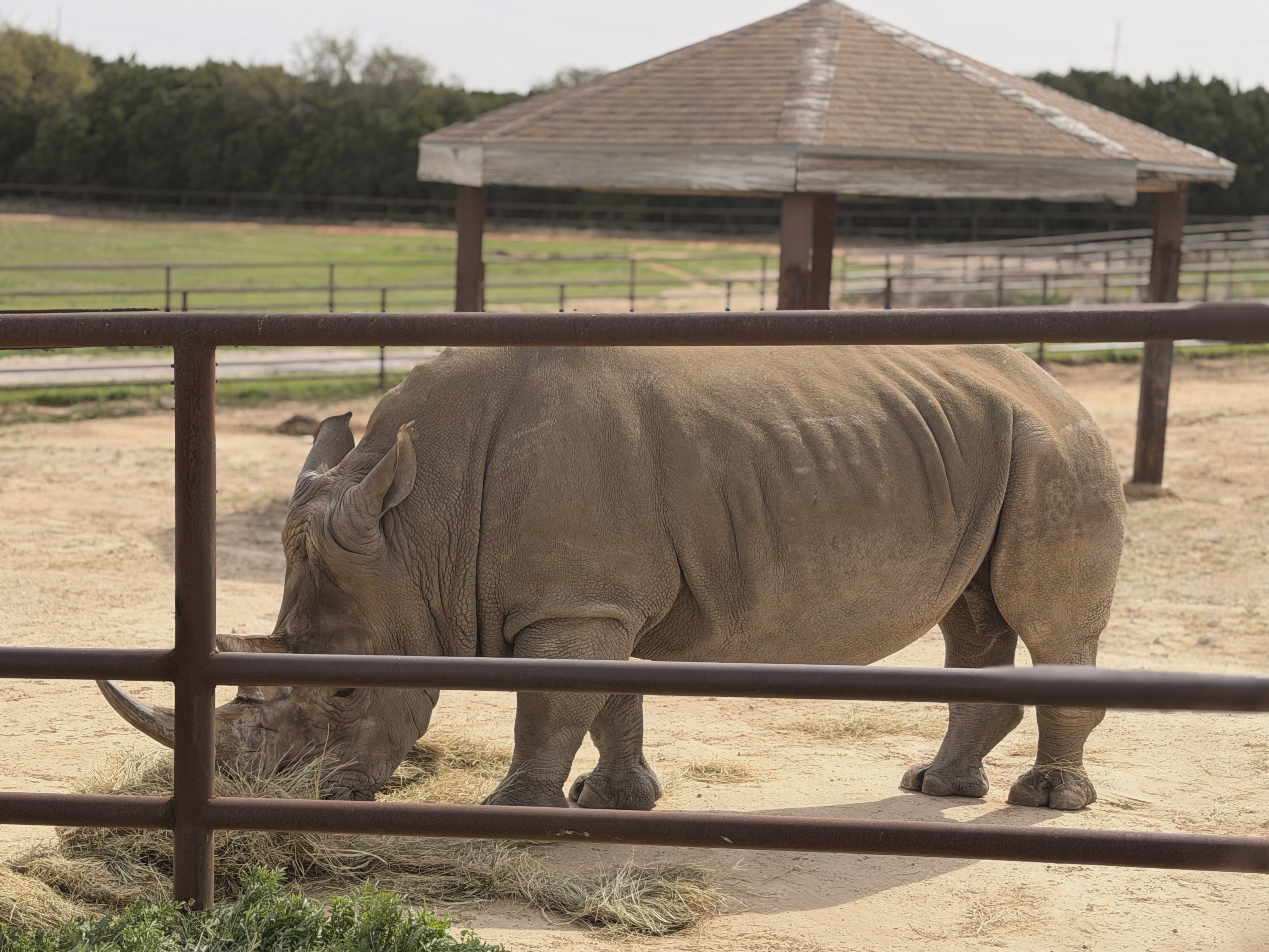 White rhinoceros behind a fence at Fossil Rim, eating hay
